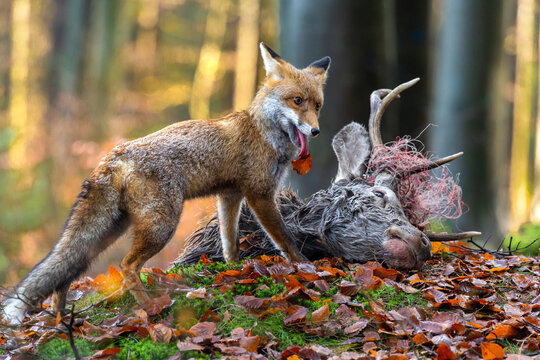 The red fox (Vulpes vulpes) with his prey red deer (Cervus elaphus) head in the beech forest.