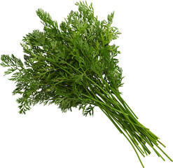 LAYER-LAB_1008224586_LC