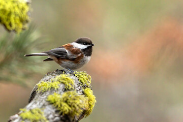 Chestnut-backed Chickadee and Wolf Lichen