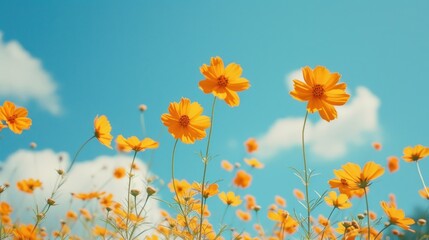 a field full of yellow flowers with a blue sky in the background of the picture and clouds in the sky in the backgrouchground.