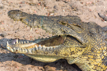 Obraz premium Krokodilmaul