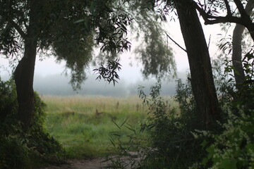 morning in the forest