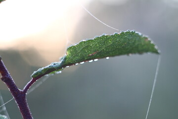 dew on a leaf