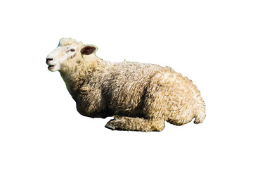 Schaf freigestellt isoliert