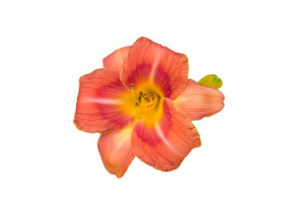 Orange Hibiskusblüte freigestellt