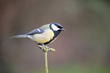 Obraz premium Adult Great Tit (Parus Major) posed on a branch in a British back garden in Winter. Yorkshire, UK