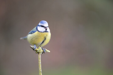 Obraz premium Adult Blue Tit (Cyanistes caeruleus) posed on a branch in a British back garden in Winter. Yorkshire, UK