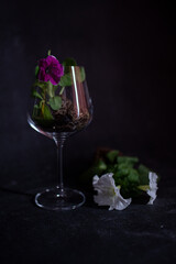 seedlings spring flowers glass gardener