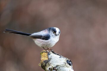 Long Tailed Tit (Aegithalos caudatus) perched on a branch in a British back garden - Yorkshire, UK in Winter
