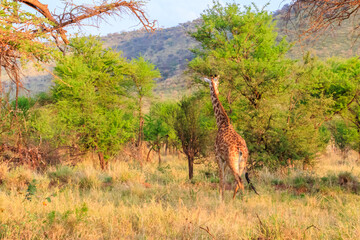 Giraffe in savanna in Serengeti national park in Tanzania. Wild nature of Tanzania, East Africa