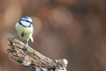 Adult Blue Tit (Cyanistes caeruleus) posed on a branch in a British back garden in Winter. Yorkshire, UK