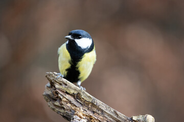 Obraz na płótnie Canvas Bold and vibrant Great Tit (Parus Major) with a thick black band on chest, posed on a branch in a British back garden in Winter. Yorkshire, UK