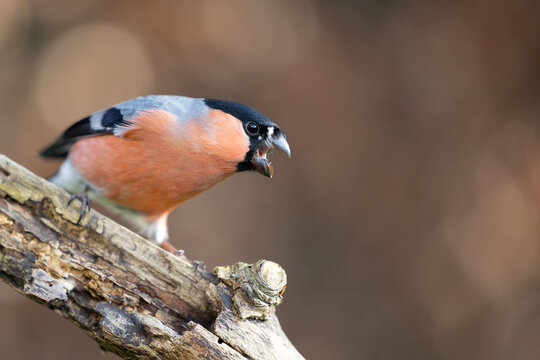 Male Eurasian Bullfinch (Pyrrhula pyrrhula) with opne beak,perched on a branch in Winter. Brown, copper beech hedge in background. Yorkshire, UK in February