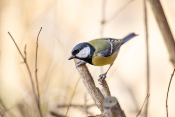 Adult Great Tit (Parus Major) perched on a branch in a British back garden in Winter. Yorkshire, UK
