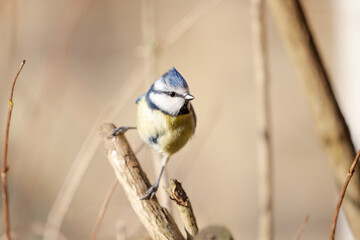Lovely sunlit adult Blue Tit (Cyanistes caeruleus) posed on a branch in a British back garden in Winter. Yorkshire, UK