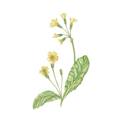 Spring flowers. Yellow primrose
Watercolor forest primrose. Isolated on a white background. Perfect for greeting cards, wedding invitations and other designs.