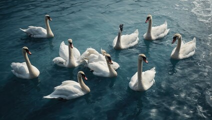 top view of flock of swans in blue water - obrazy, fototapety, plakaty
