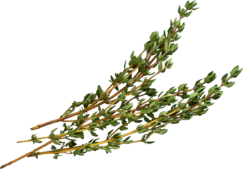 Fresh thyme green herbs - Ready to use PNG Cutout Premium Isolated Image