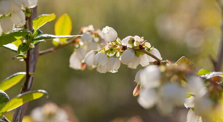 Blueberry blossom , closeup of beautiful white flowers of blueberries - vaccinium corymbosum.