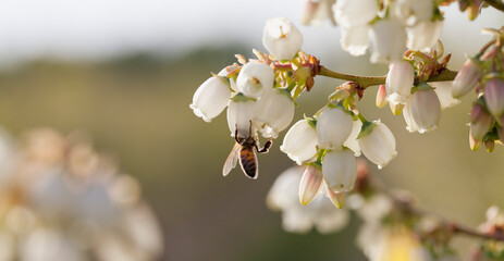 Blueberry flower pollinated by a honey bee - this insect activity lets us enjoy the sweet taste of delicious fresh fruit. - obrazy, fototapety, plakaty