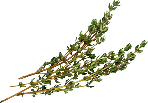 Fresh thyme green herbs - Ready to use PNG Cutout Premium Isolated Image