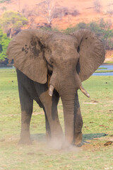 Stattlicher Elefantenbulle