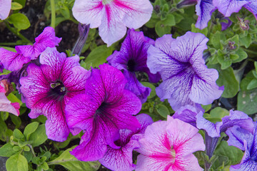 Colorful Petunias Blooming in a Garden