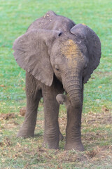 Fototapeta na wymiar Elefantenjunges trainiert den Rüssel