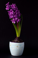 A blooming purple hyacinth on a black background