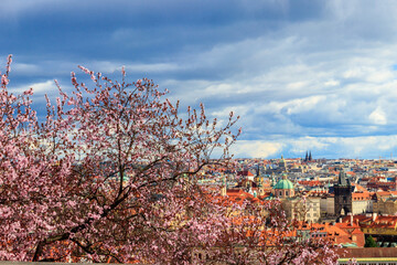 View of the old town of Prague with blooming pink cherry tree on foreground. Spring in Prague, Czech Republic