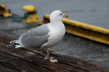 seagull on the pier
