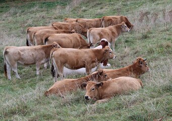 cows in a field