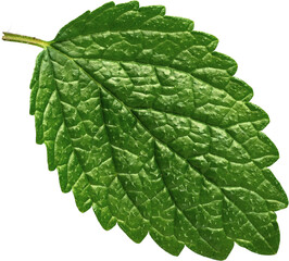 LAYER-LAB_0308173467_LC