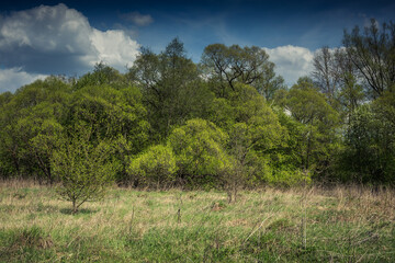 Obraz premium Spring forest landscape with blue sky. Background with trees and bushes for publication, poster, calendar, post, screensaver, wallpaper, postcard, banner, cover. High quality photo