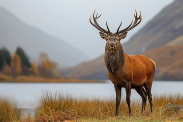 Gordijnen A red deer stands majestically on top of a grass-covered field, overlooking the hills above Lochcarron. © Road Red Runner