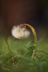 Background with flying seeds by dandelion flower; Taraxacum officinale