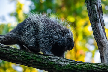 Erethizontidae, north american porcupine, climbing over tree