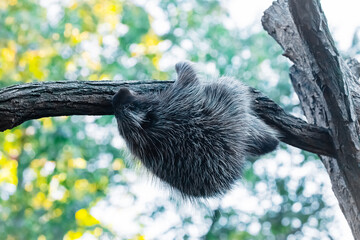 Erethizontidae, north american porcupine, climbing over tree