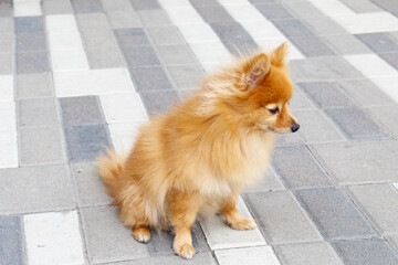 a small spitz dog  on the street