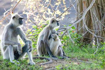 black faced grey langur monkey in Yala National Park, Sri Lanka