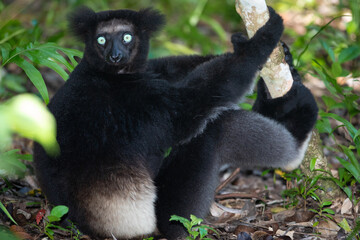 Lemur Indri indri, babakoto largest lemur from Madagascar