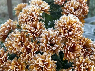 A feathery hard frost on autumn orange mum flowers