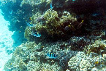 Fototapeta na wymiar A view of awesome corals