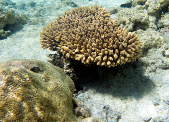 A view of awesome corals