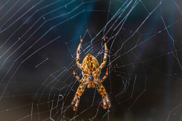 European garden spider, diadem orangie, cross spider