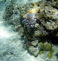 Fototapeta na wymiar A view of awesome corals