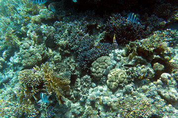 A view of awesome corals