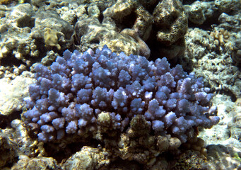 A view of awesome corals
