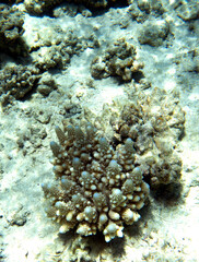Naklejka na ściany i meble A view of awesome corals