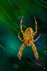 European garden spider, diadem orangie, cross spider